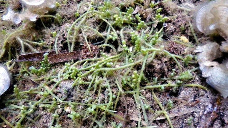 Detecten una alga invasora a la zona nord del Parc Natural del Cap de Creus