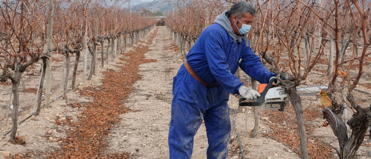 Los agricultores del Vinalopó siguen arrancando sus viñas de uva de mesa por la falta de rentabilidad.