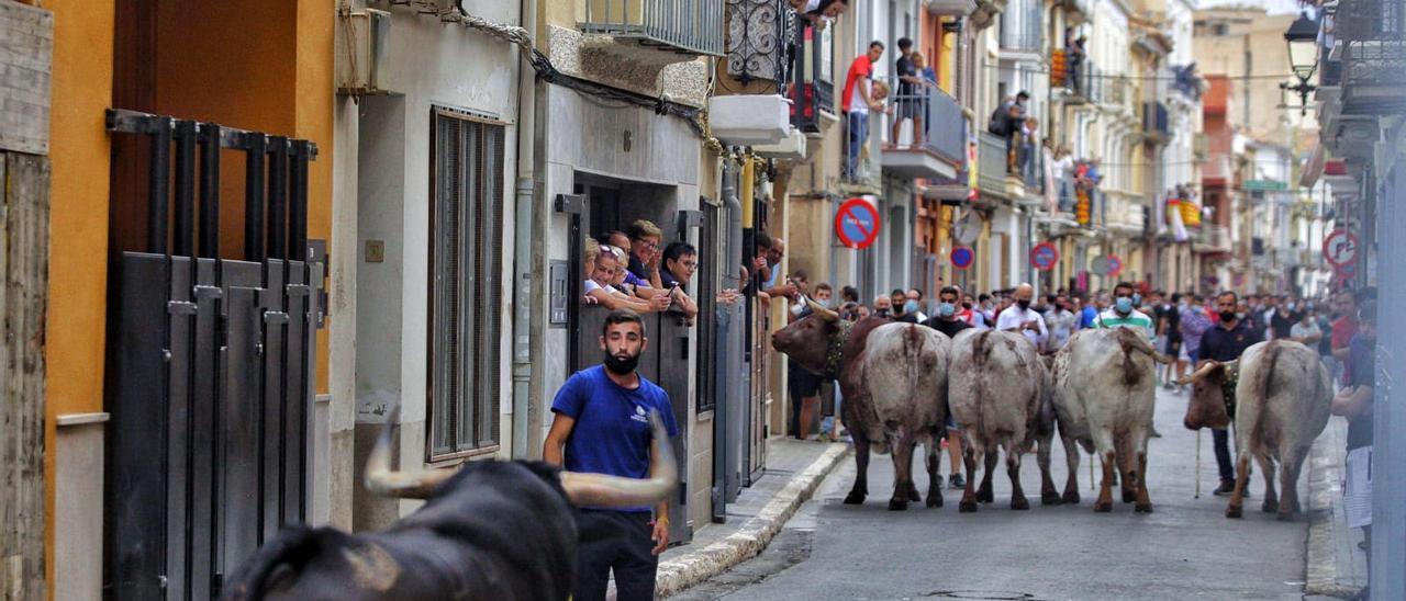 Los astados de la tarde han recorrido el recinto de la Vila en una cita taurina vespertina sin incidencias.