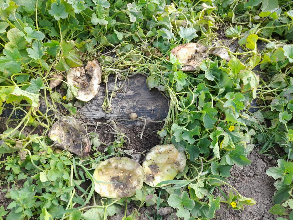 Melones destrozados en un huerto de un agricultor de Almenara.