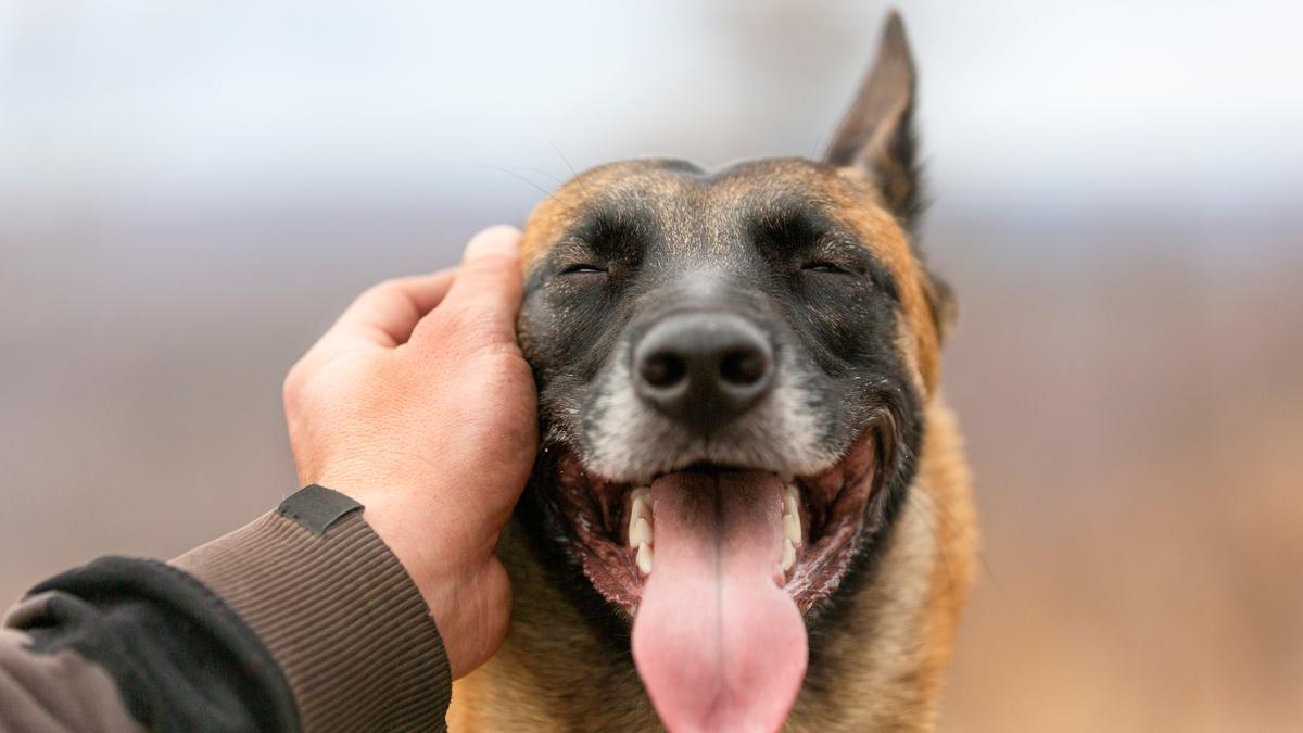 ¿Qué te quiere decir tu perro con estos 4 gestos?