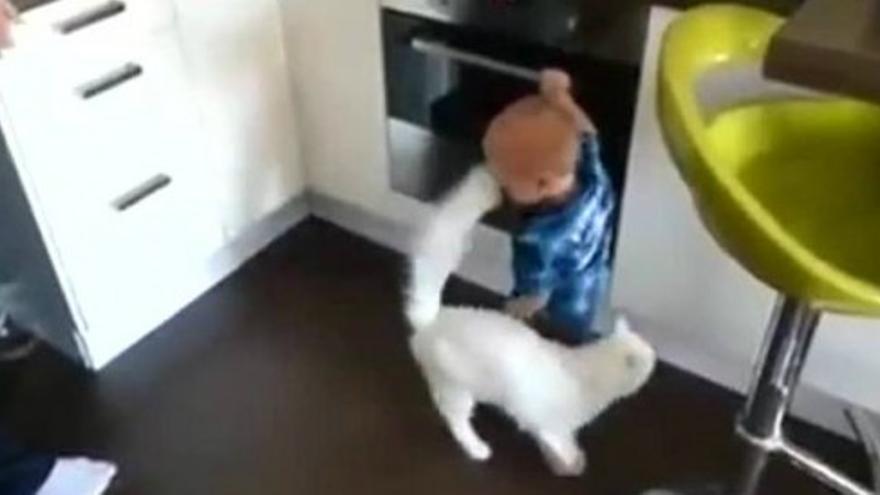 Un gato evita que un niño se queme con un horno