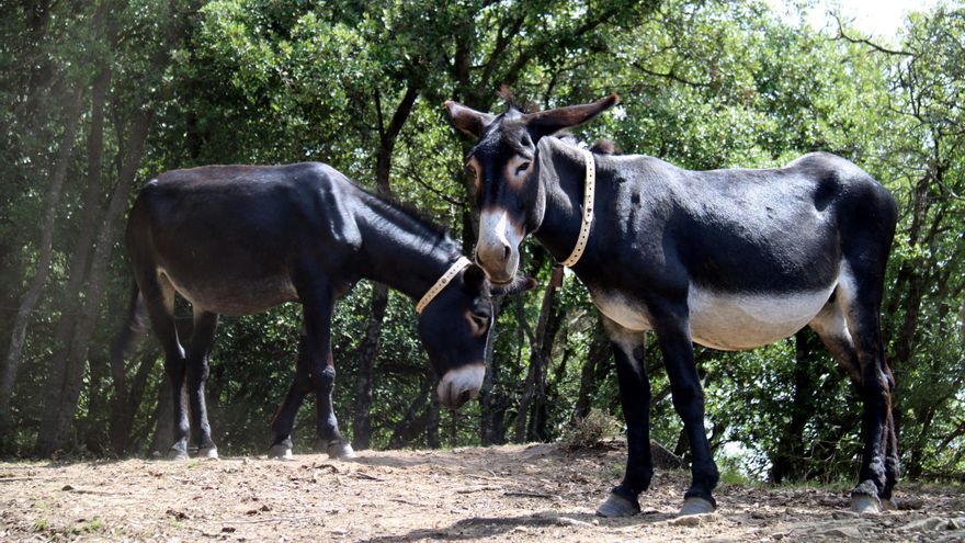 Les fotos d&#039;uns burros catalans que ajudaran en la prevenció d&#039;incendis forestals