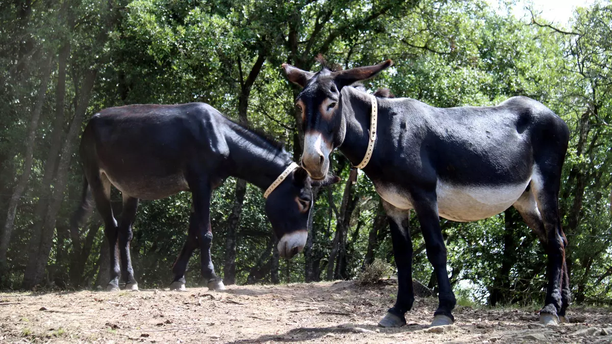 El burro català, un aliat en la prevenció d'incendis forestals: "És com una segadora"