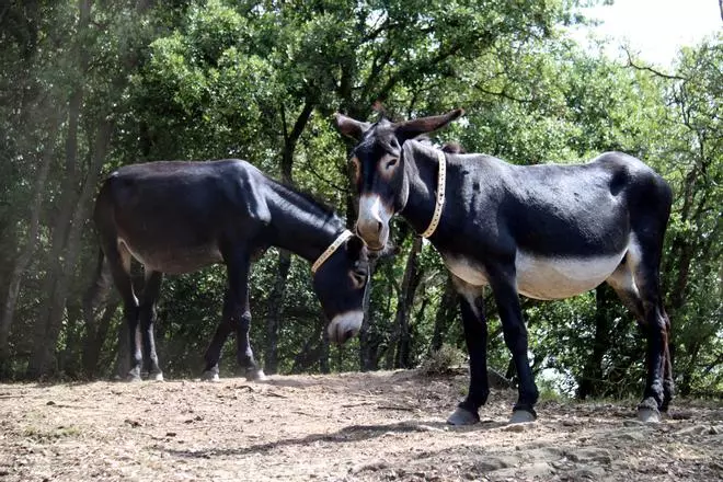 Les fotos d'uns burros catalans que ajudaran en la prevenció d'incendis forestals