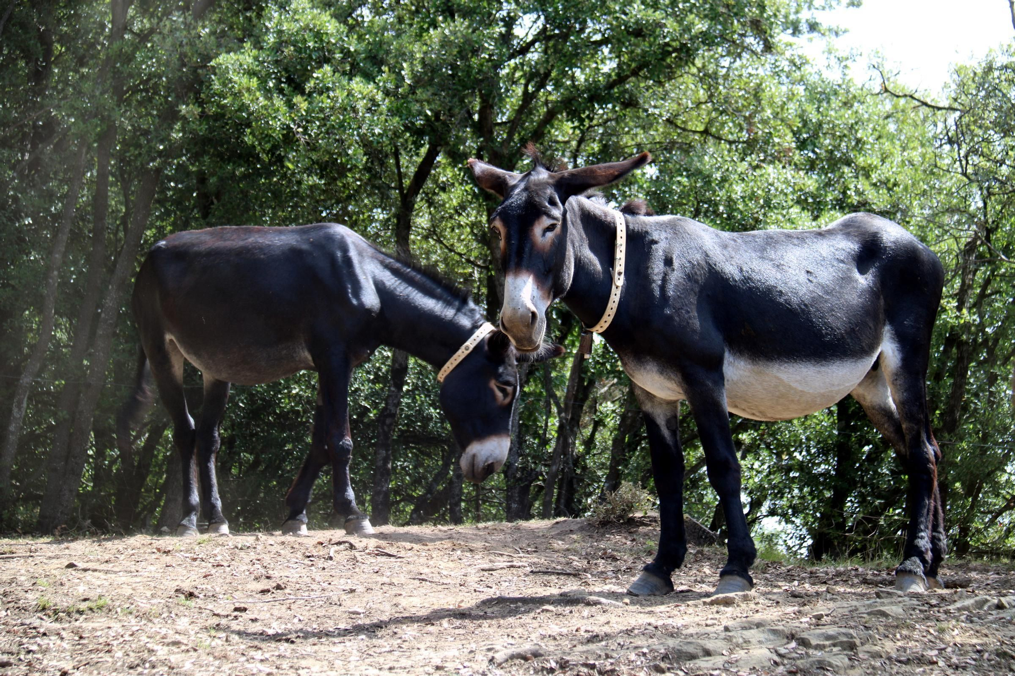 Les fotos d&#039;uns burros catalans que ajudaran en la prevenció d&#039;incendis forestals