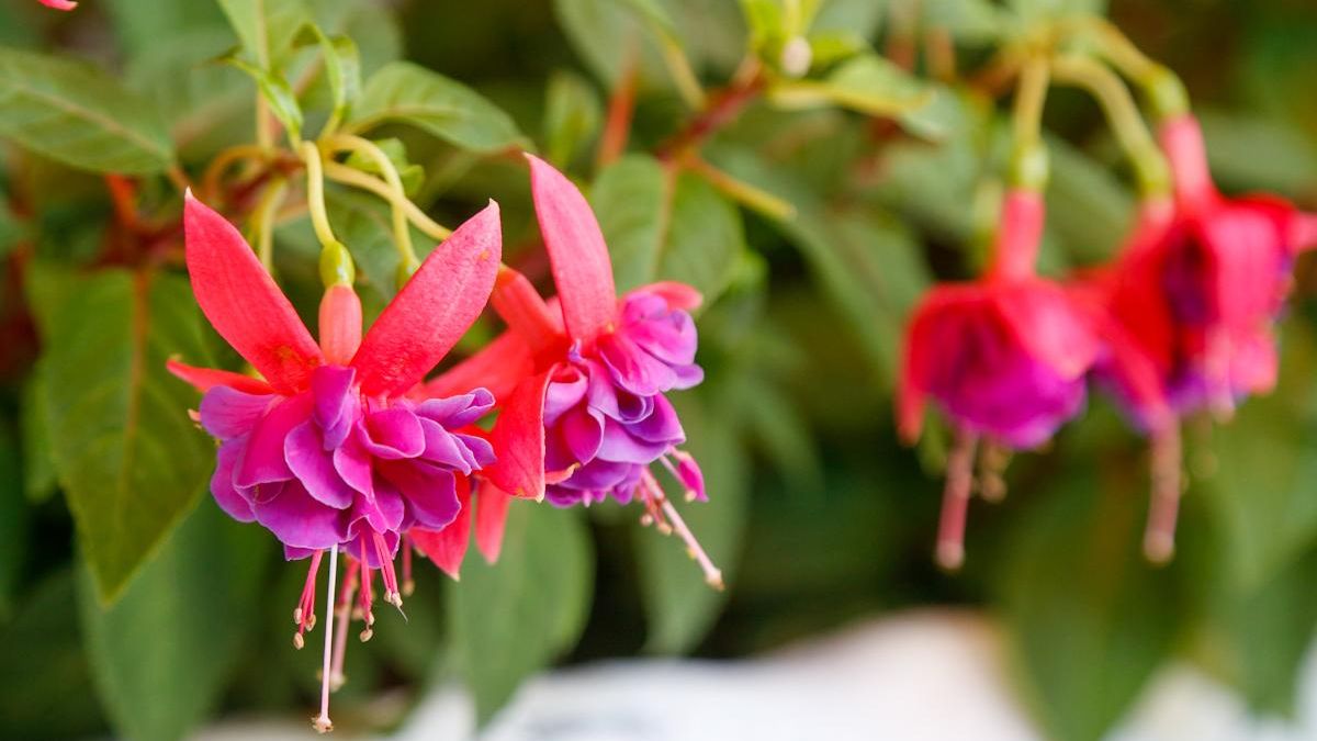 Detalle de unas flores en un patio cordobés.