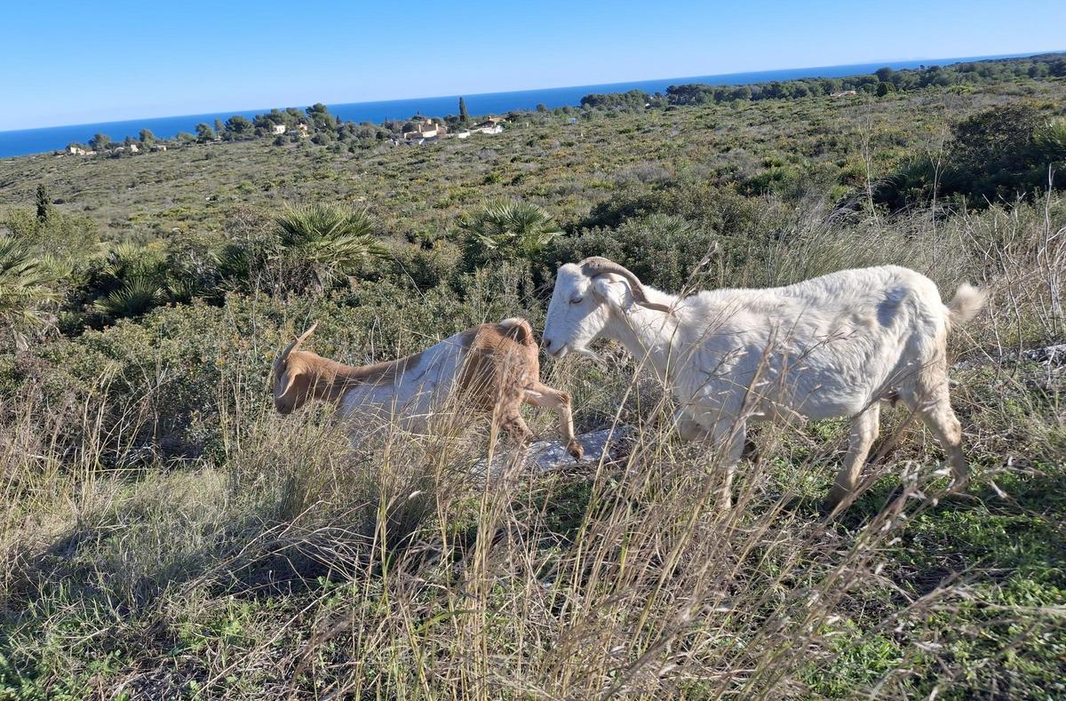 Las cabras ya pasturan en la partida de la Plana del Montgó