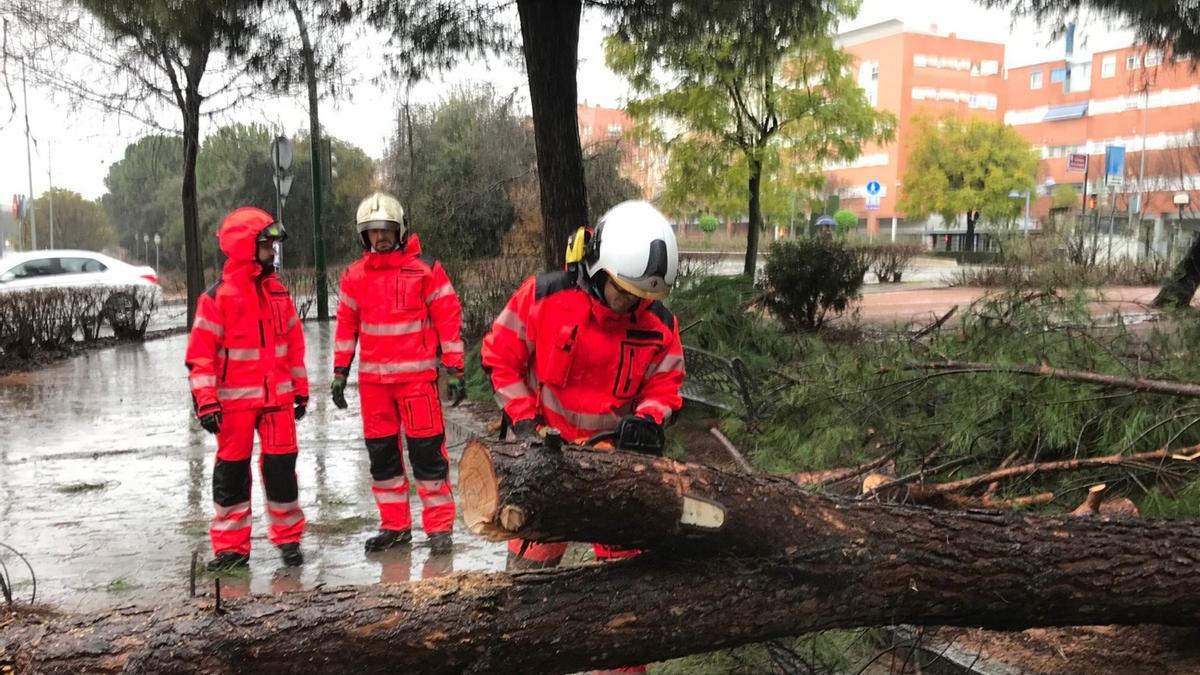 Los bomberos de Córdoba trabajan en la retirada de uno de los árboles.