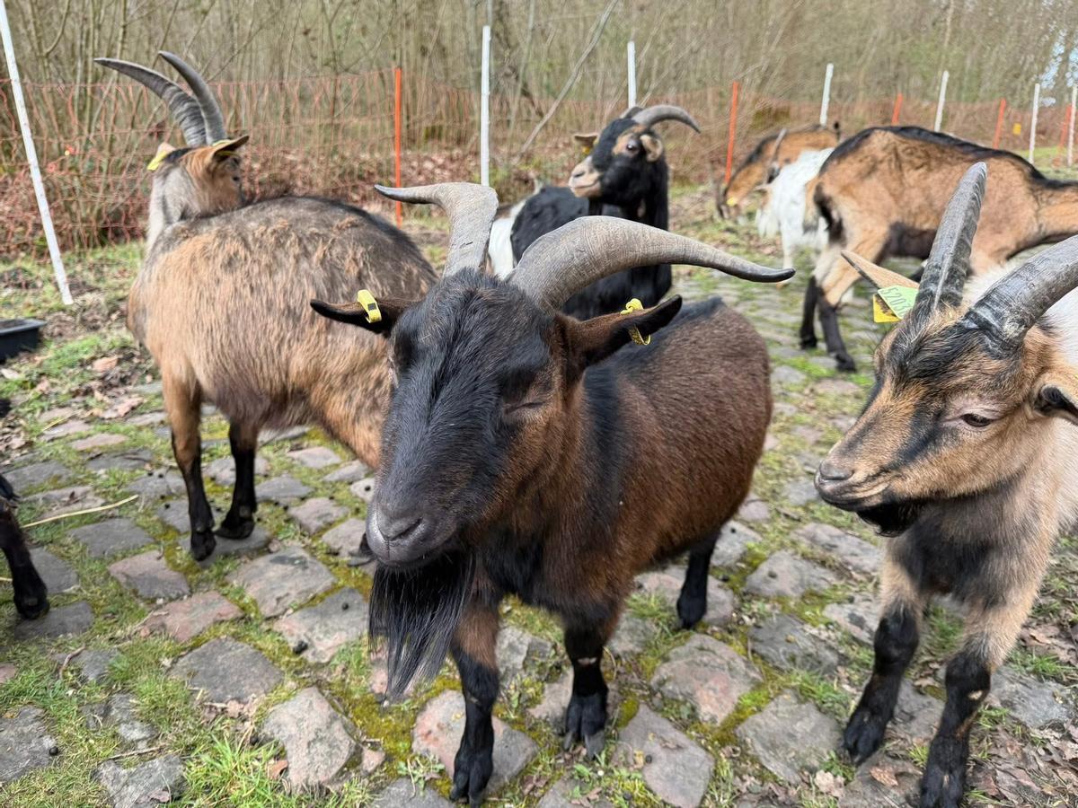 Un rebaño de cabras, en los adoquines de Arenberg.