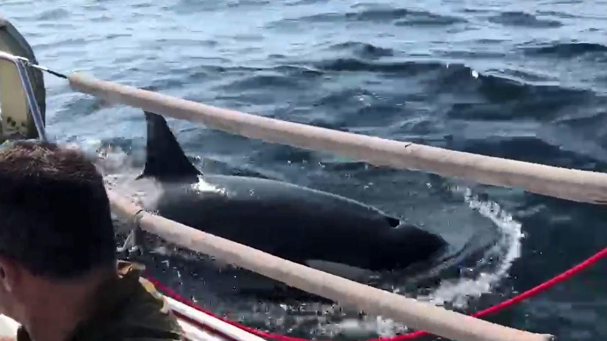 Tensión en un velero gallego: Las orcas no pararon de atacarnos hasta romper el timón