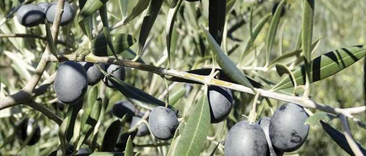 Aceitunas de un olivo autóctono gallego en la zona de Quiroga. // MBG