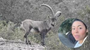 Una cabra salvaje en Montserrat y la usuaria @braylyngb.