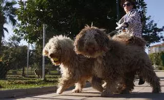 Casi el 30% de los dueños admiten no tener asegurado a su perro, pese a la Ley de Bienestar Animal