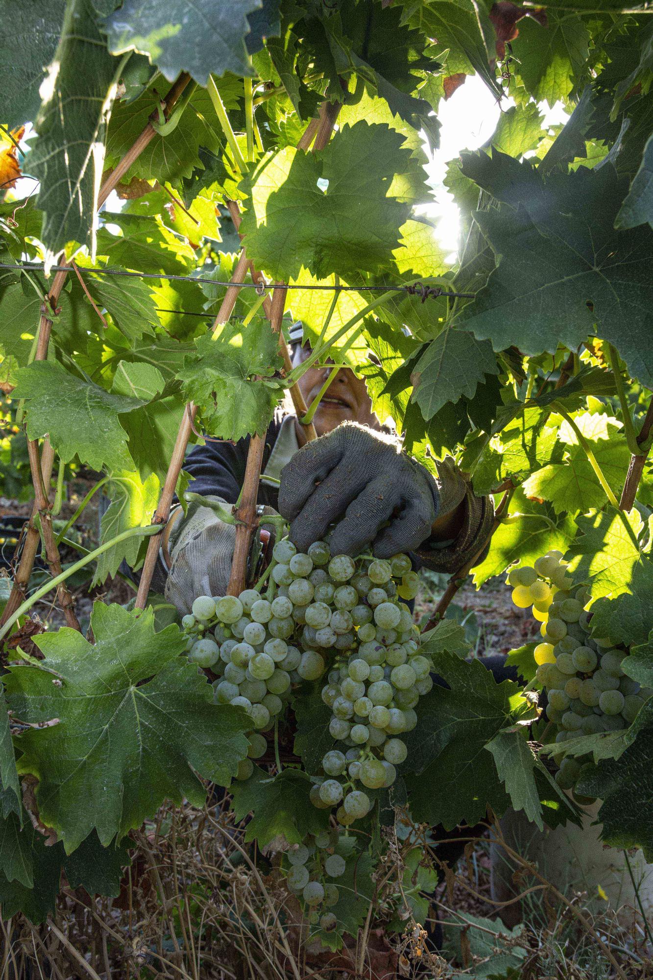 La campaña más precoz del vino alicantino dejará 1,4 millones de litros menos de producción