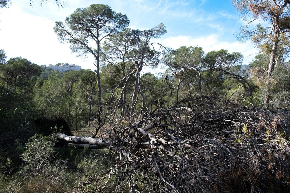 Las fotos de la degradación del bosque del Castillo de Bellver