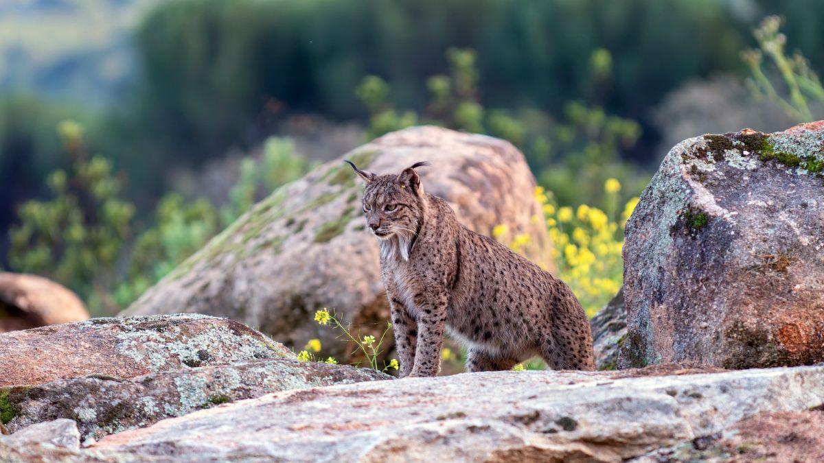 El nuevo hogar del lince ibérico está en un pueblo de 740 habitantes