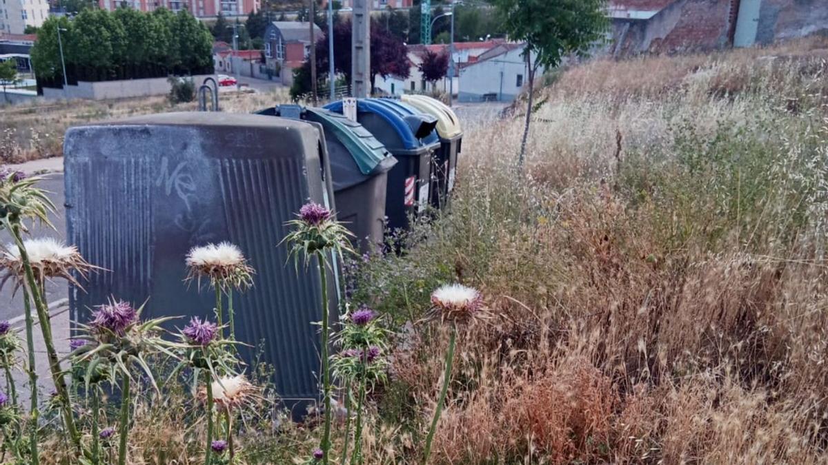 La maleza bloquea que acceso a los contenedores de residuos urbanos. | Cedida