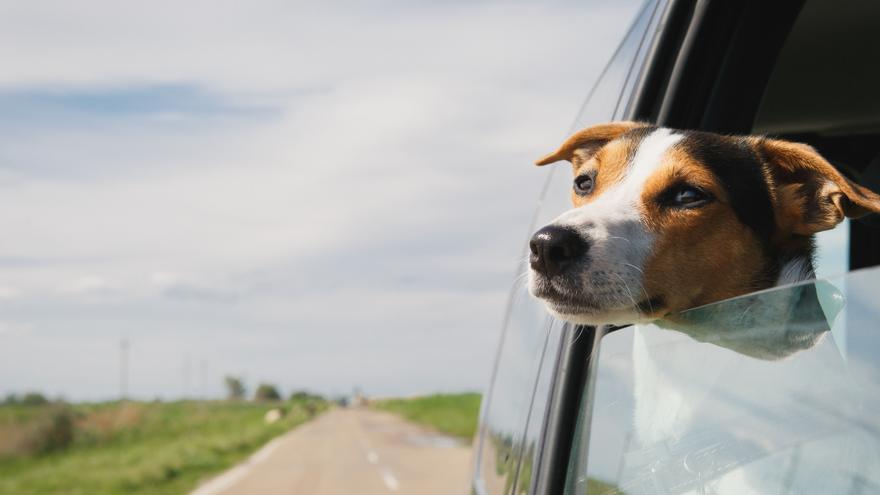 Excarcelan a un perro tras un accidente de coche en Ourense