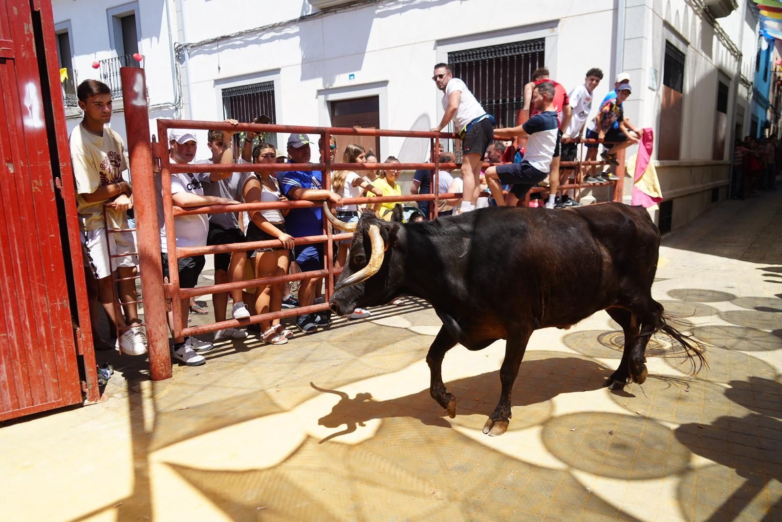 Gran ambiente, numeroso público y emoción en los encierros taurinos de El Viso