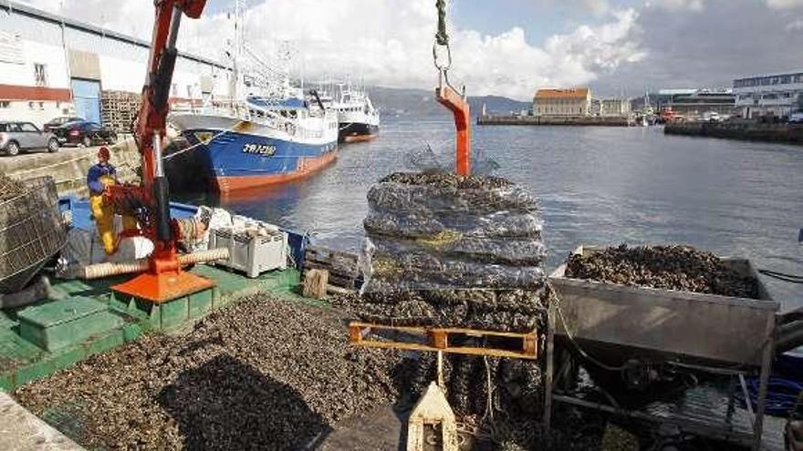 Descarga de mejillones en el Puerto de Vigo.  // Marta G. Brea