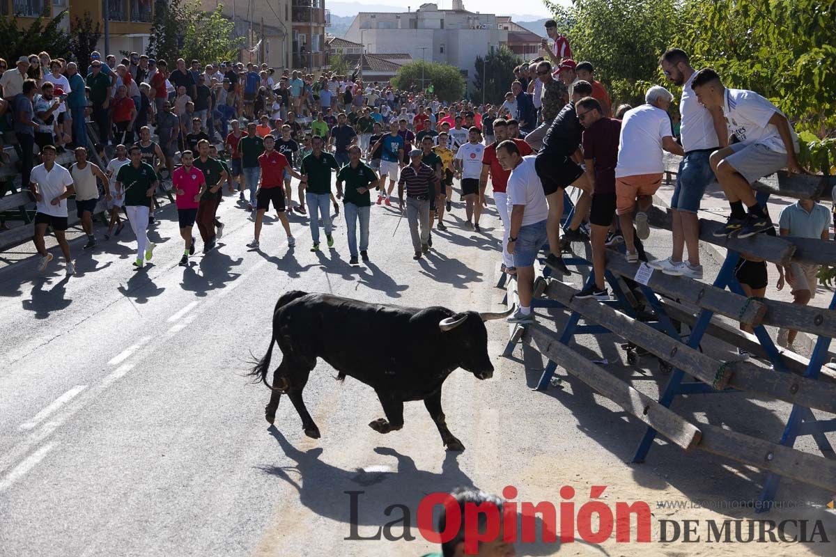 Sexto encierro de la Feria del Arroz de Calasparra