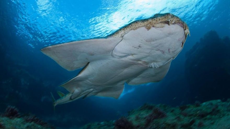 El calentamiento de los océanos altera las pautas de apareamiento de tiburones en peligro crítico de extinción