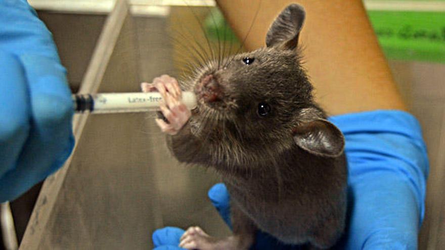 La cría de uno de los roedores más grandes del mundo es alimentada con biberón, junto a un muñeco de peluche, en Bioparc