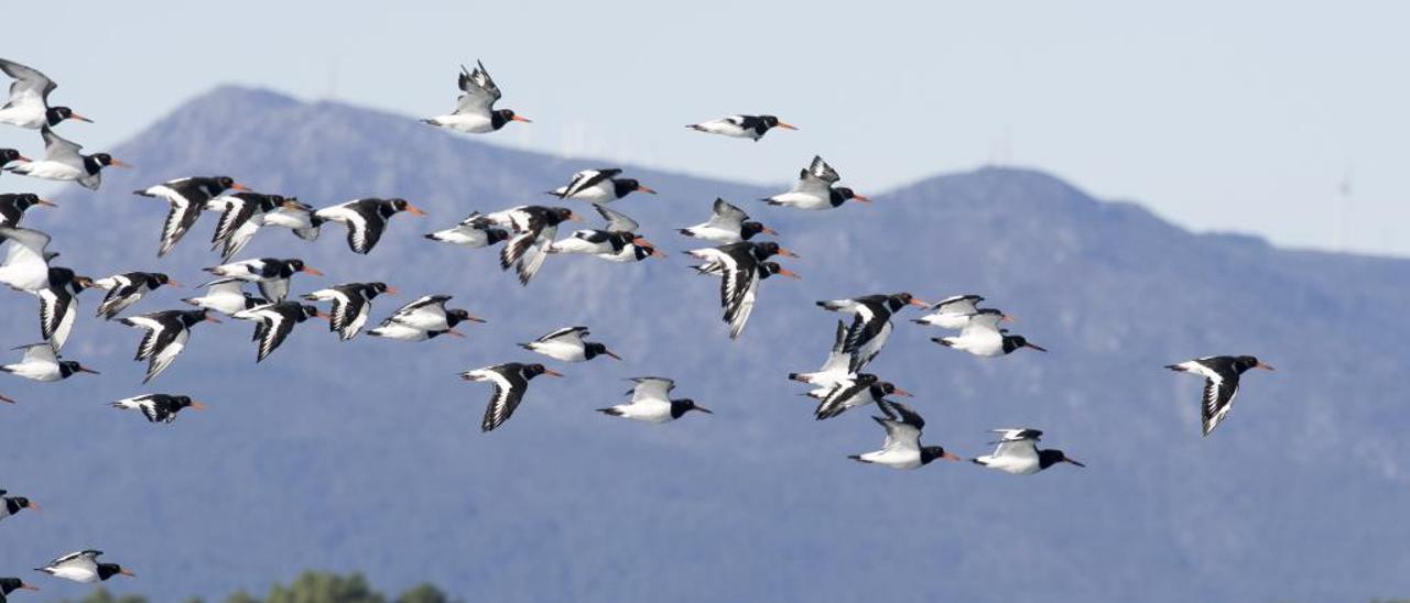 Aves migratorias en la costa gallega.
