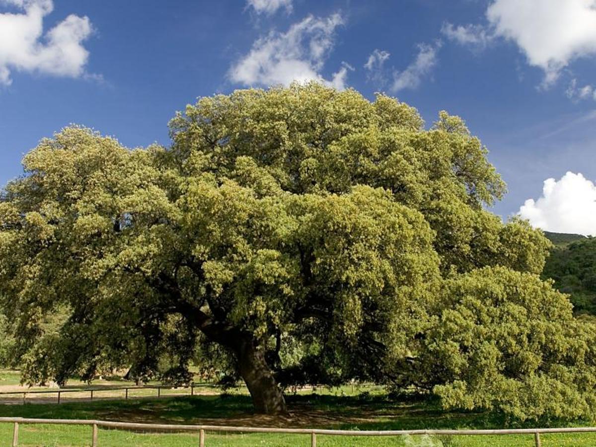 El Chaparro de la Vega de Coripe, el árbol más bonito e impresionante de España