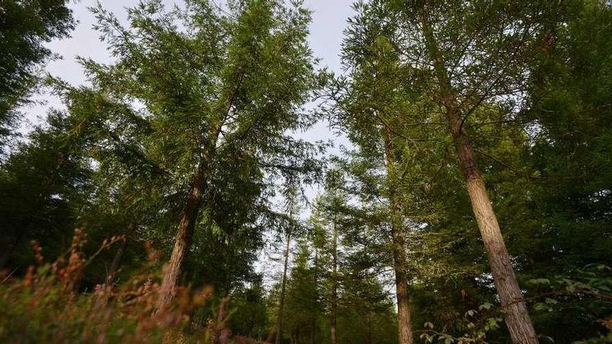 Secuoyas del Bosque de Colón, en el que crecen cerca de 500 de estos enormes árboles. // G. Santos