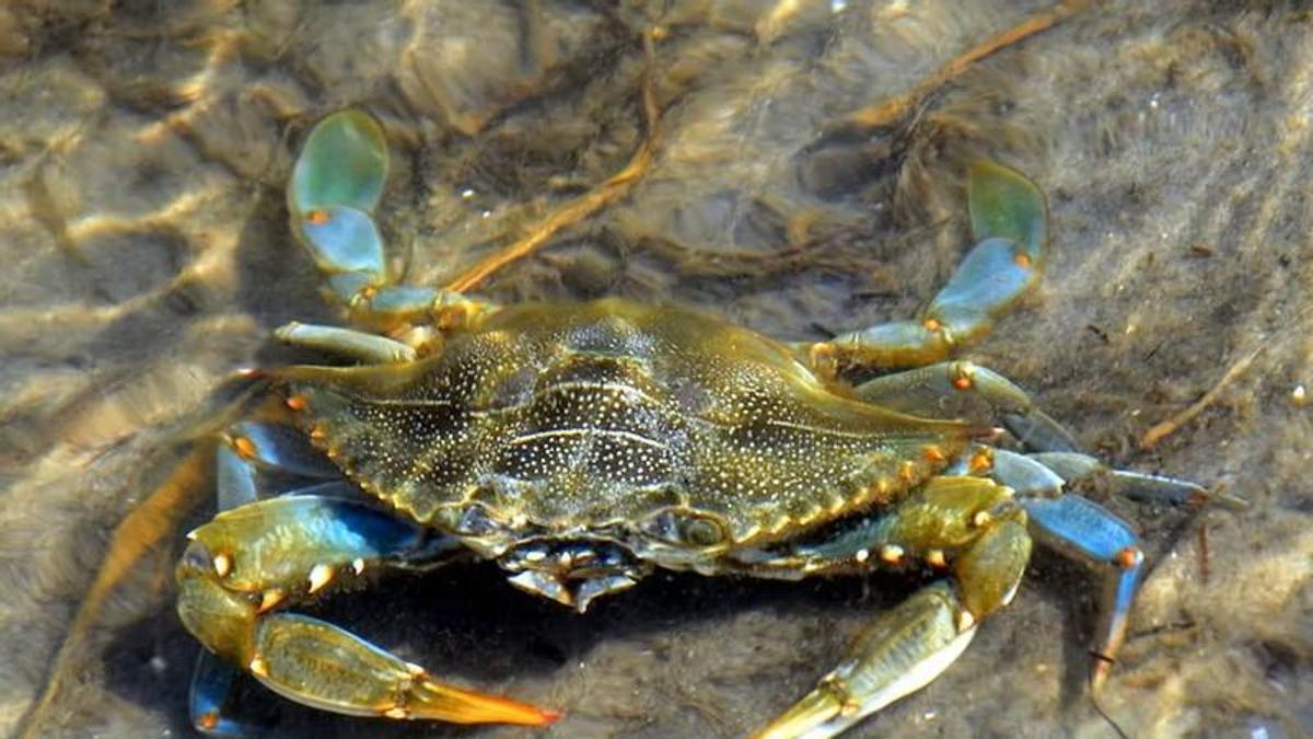 Imagen de un cangrejo azul, también conocido como jaiba azúl: una especie nativa del Atlántico occidental afectada por el cambio climático