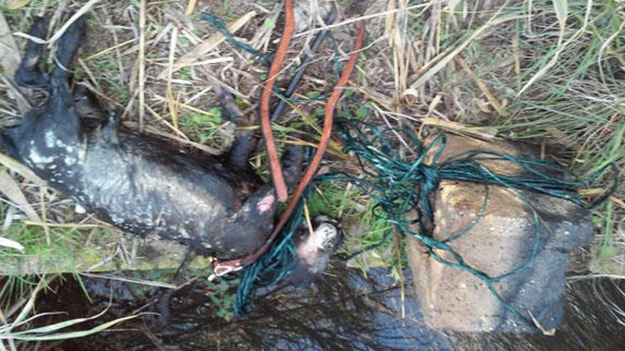 Aparece en una acequia de Cullera el tercer perro ahogado desde noviembre