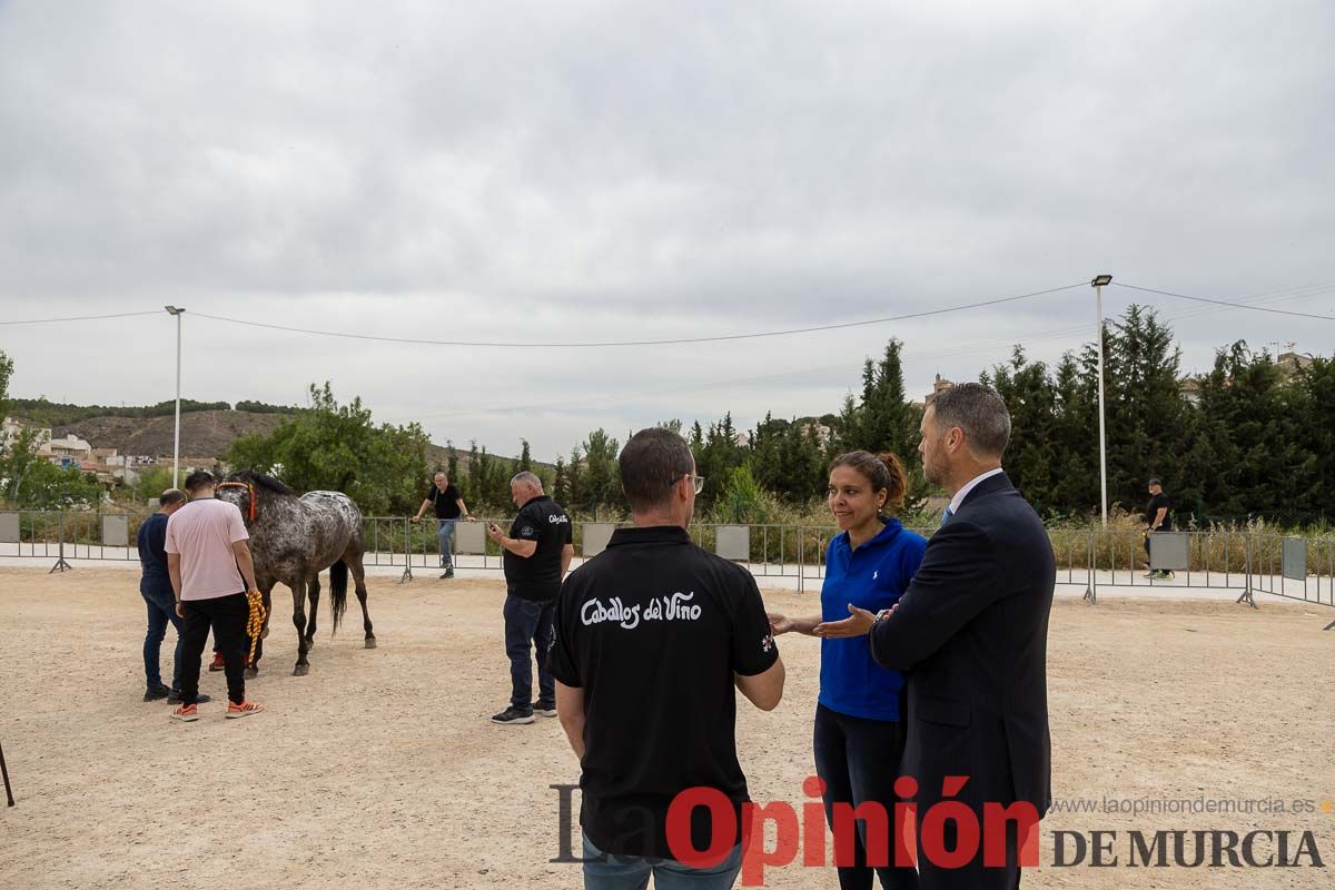 Control veterinario de los Caballos del Vino en Caravaca