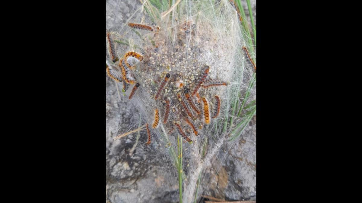 Una bossa amb els cucs de la processionària del pi