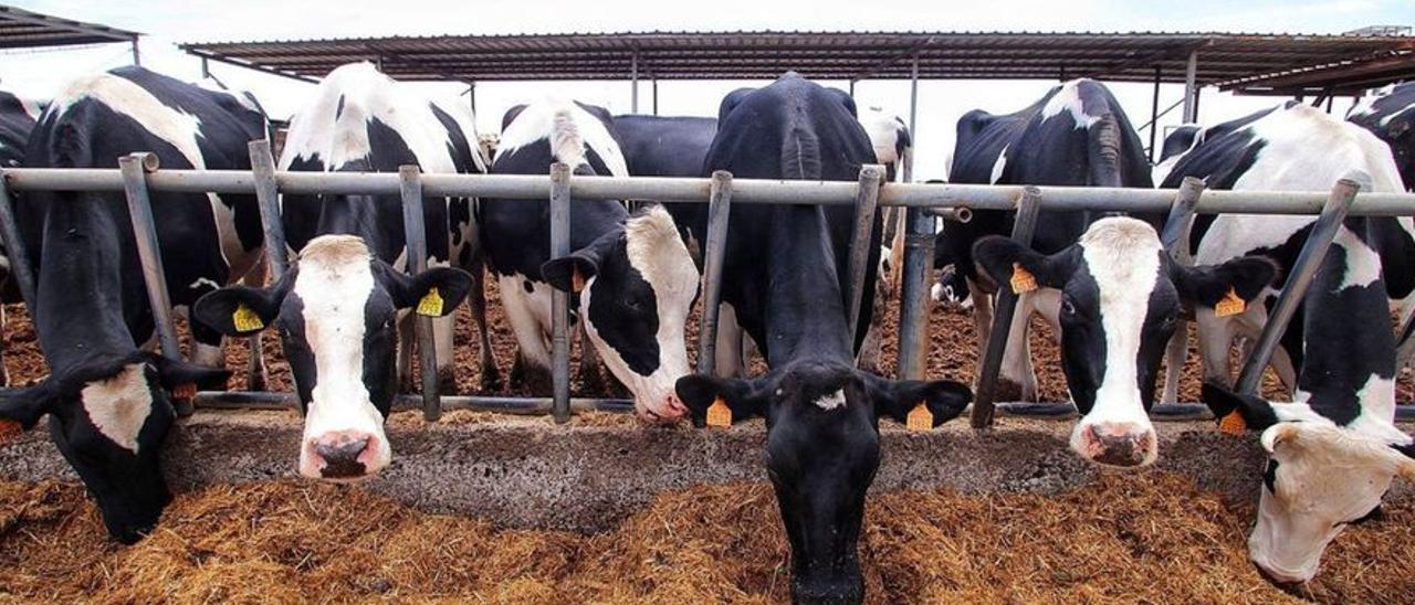 Vacas en una explotación ganadera de Tenerife.