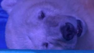 L’ós polar tancat a Granview com a atracció turística.