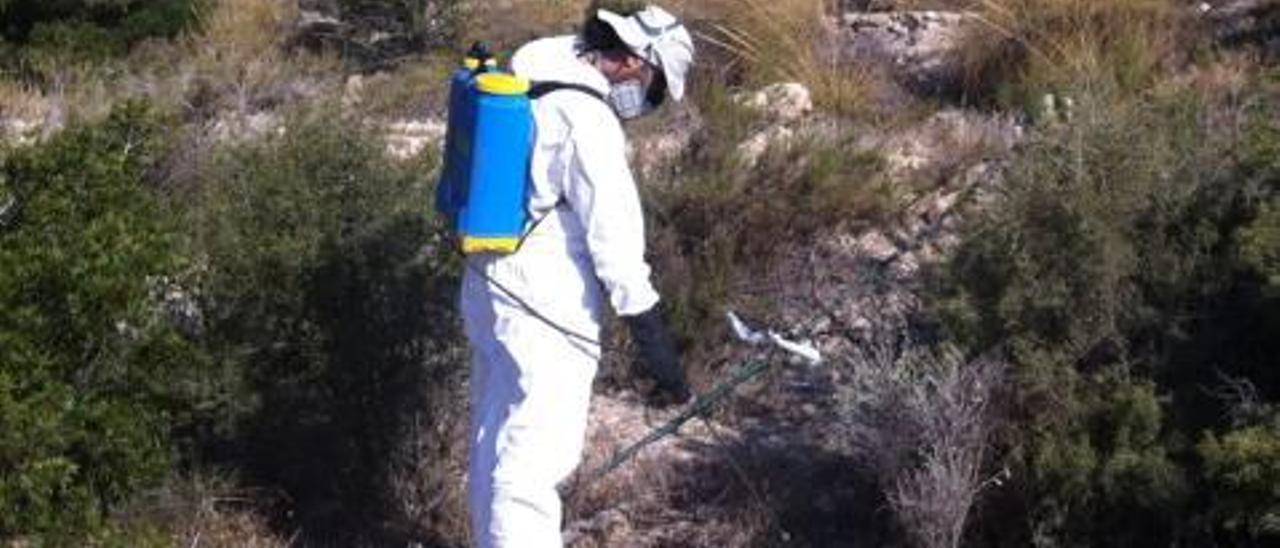 Un operario fumigando otro ejemplar.