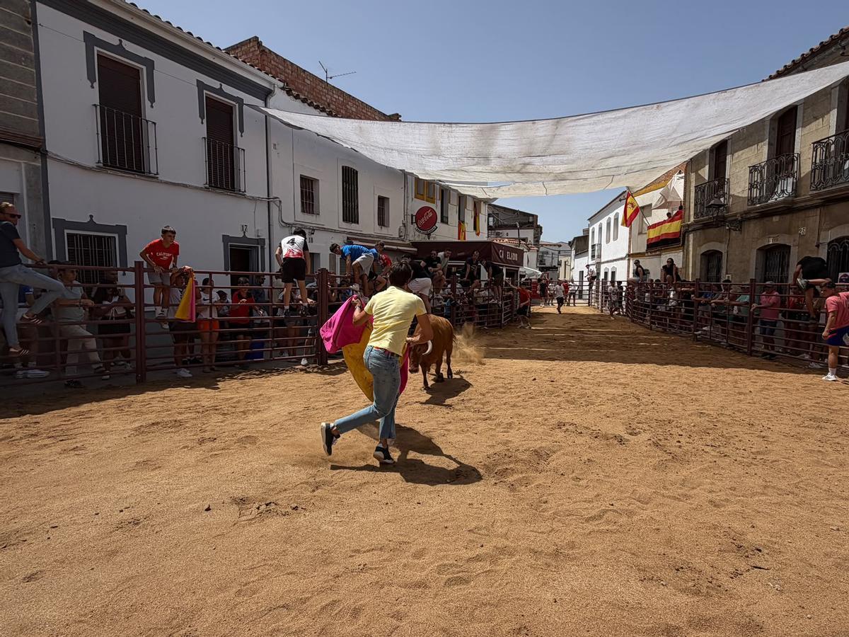 Comienzan los encierros de vacas bravas en la localidad de Alcaracejos: intensidad y emoción en las calles