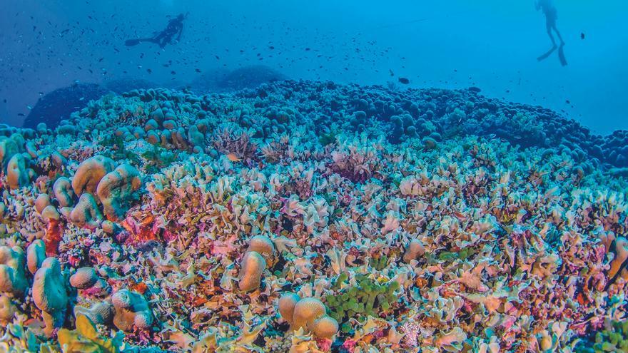 Descubierto el coral más grande del planeta