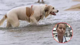 Ylenia Márquez, investigadora en Veterinaria, sobre el calor en perros y gatos: “Si no logran eliminar correctamente la temperatura, empiezan a suceder todo un grupo de alteraciones"