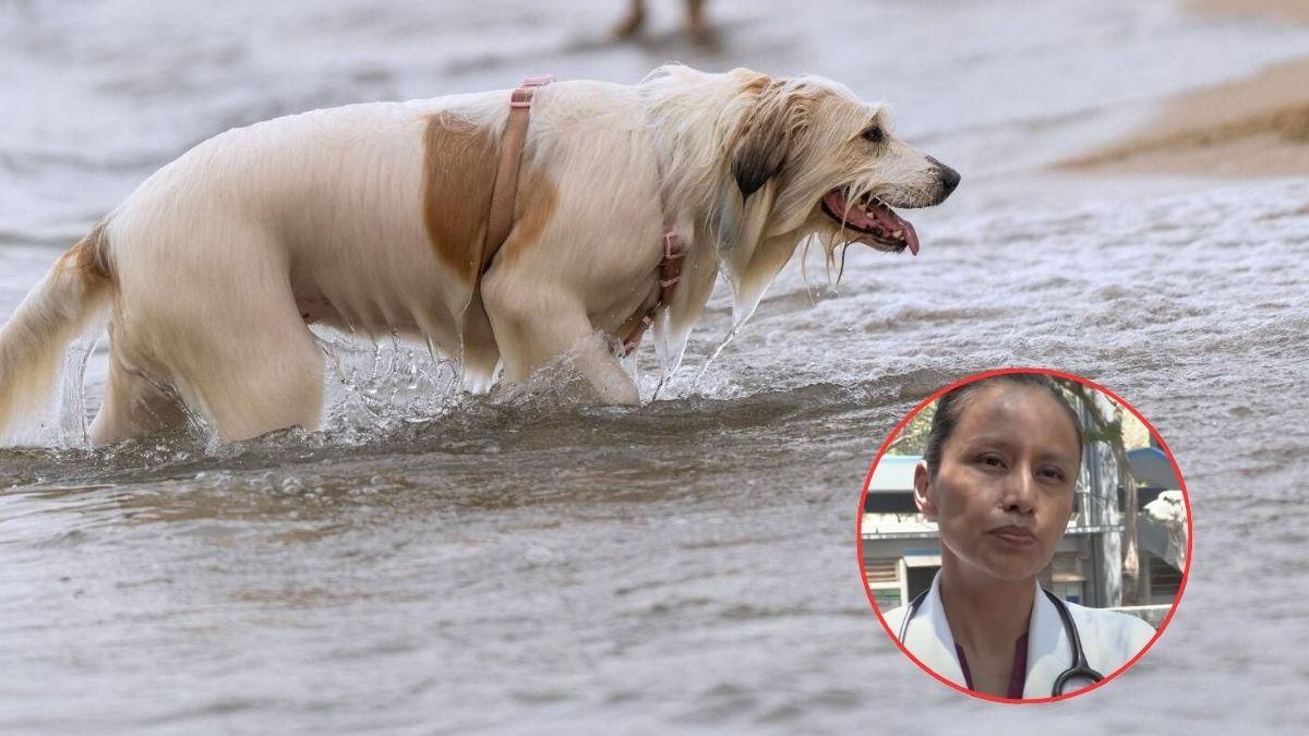 Ylenia Márquez, investigadora en Veterinaria, sobre el calor en perros y gatos “Si no logran eliminar correctamente la temperatura, empiezan a suceder todo un grupo de alteraciones