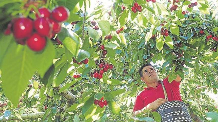 Concedido un premio al aguardiente de cerezas del Valle del Jerte en Sevilla