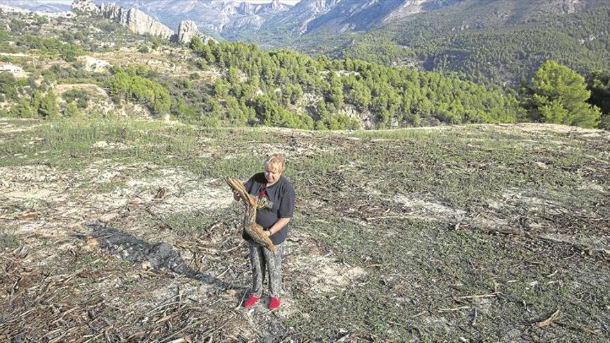 1,3 millones de hectáreas bajo amenaza por el ‘ébola de los olivos’