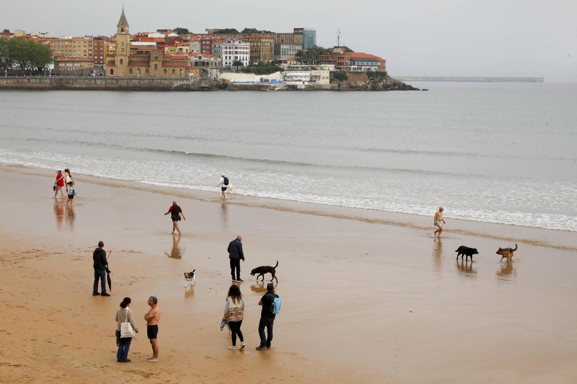 Así fue el último día de los perros en la playa de San Lorenzo (en imágenes)