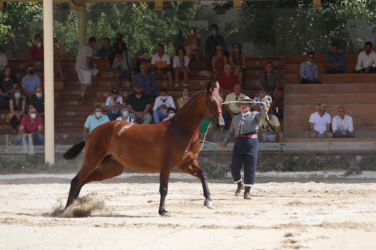 Primera jornada del concurso morfológico en Cabalcor 2021