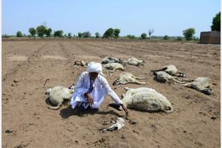 Mueren 61 personas por la ola de calor y la sequía que azotan a la India