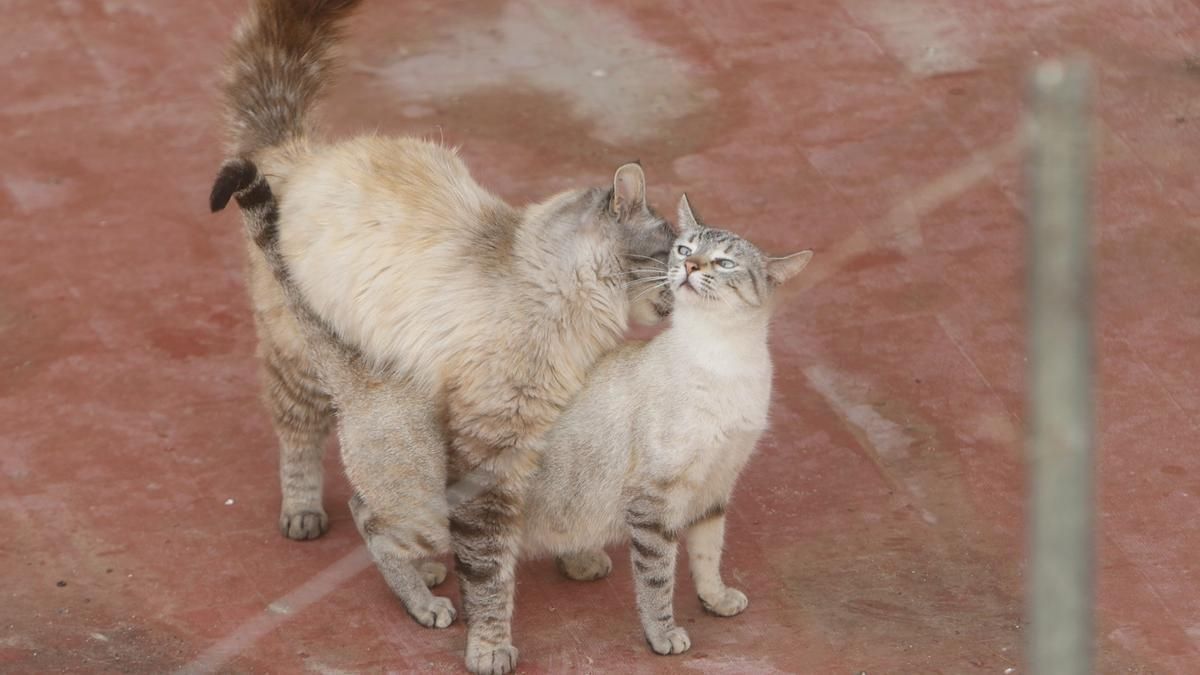 Dos gatos en una colonia felina.