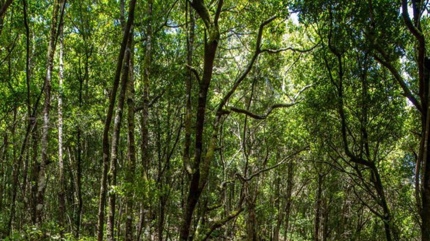 Un sendero en el Parque Rural de Teno. |