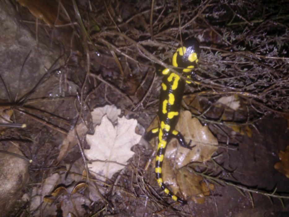 Amfibi. Característic pel color negre i les taques grogues, és un animal d’hàbits nocturns, surt quan plou i durant el dia es refugia sota el fullam, troncs d’arbres o pedres.